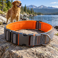 qivxunel Gray & Orange Padded Dog Collar — outdoor product scene