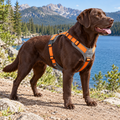 qivxunel Gray & Orange Y-Front Dog Harness — outdoor product scene